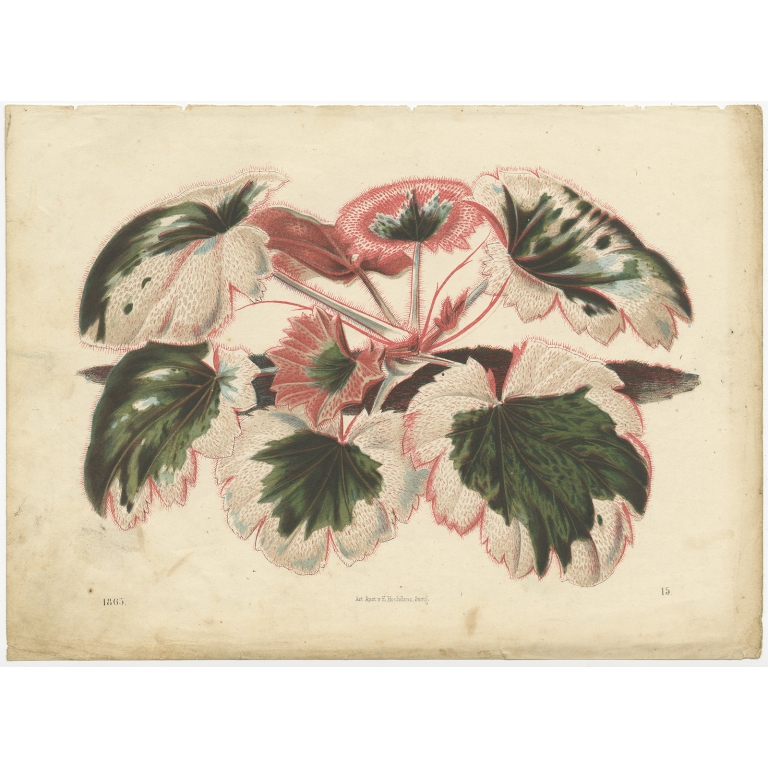 Antique Botany Print of Saxifraga Stolonifera by Hoffmann (1865)