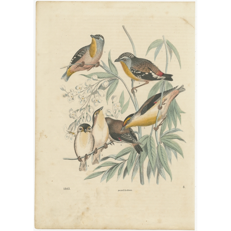 Antique Bird Print of Pardalotes by Hoffmann (1865)