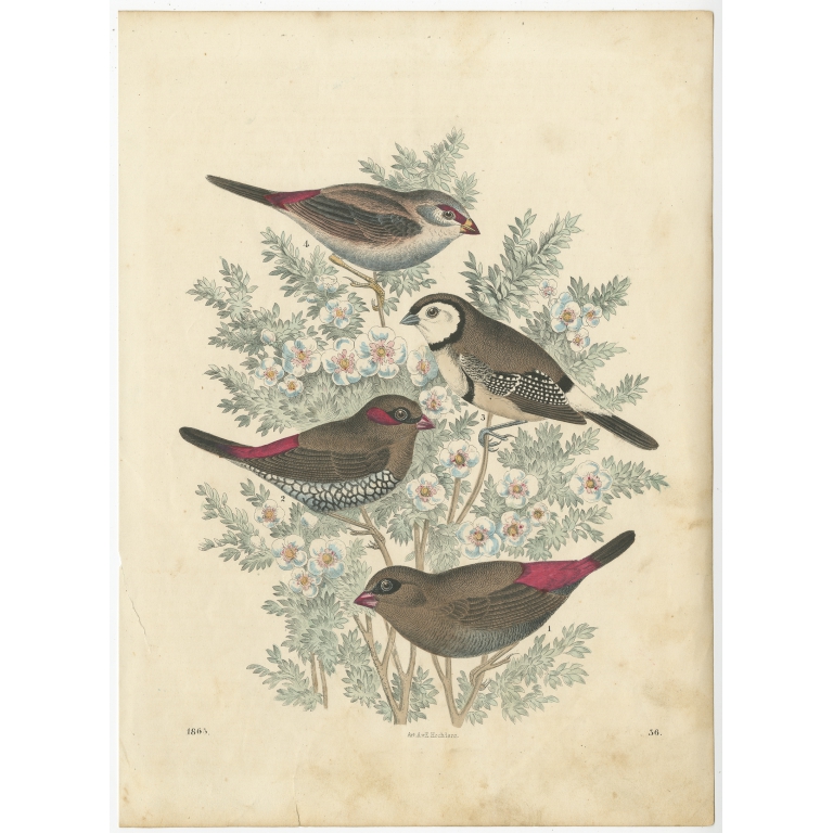 Antique Bird Print of Finches by Hoffmann (1865)