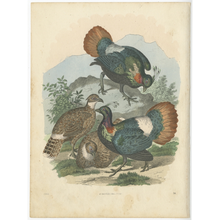 Antique Bird Print of the Himalayan Monal by Hoffmann (1865)