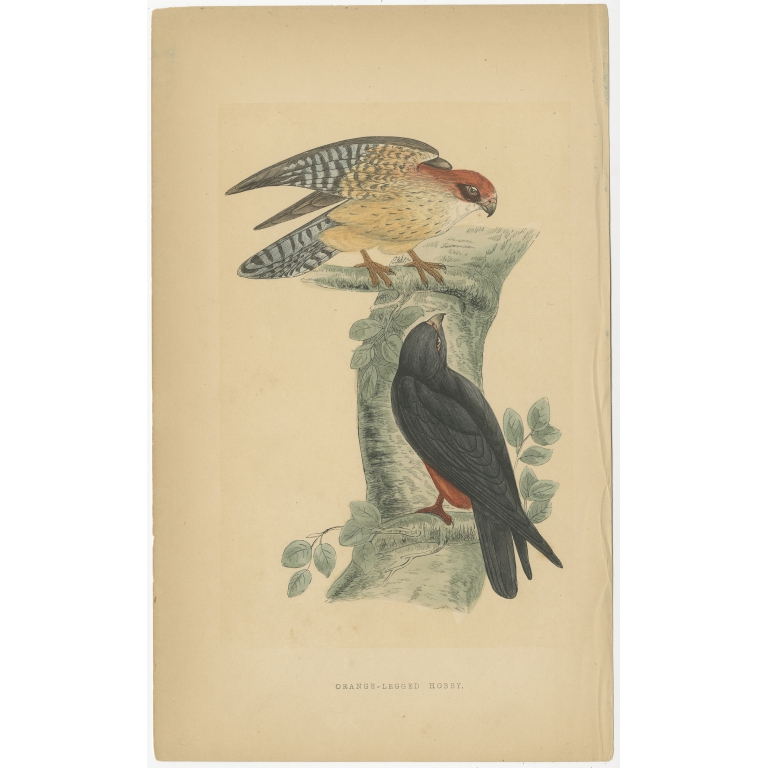 Antique Bird Print of the Red-Footed Falcon by Morris (c.1850)