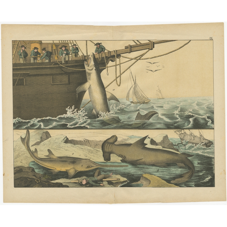 Antique Print of Shark fishing by Schubert (c.1875)