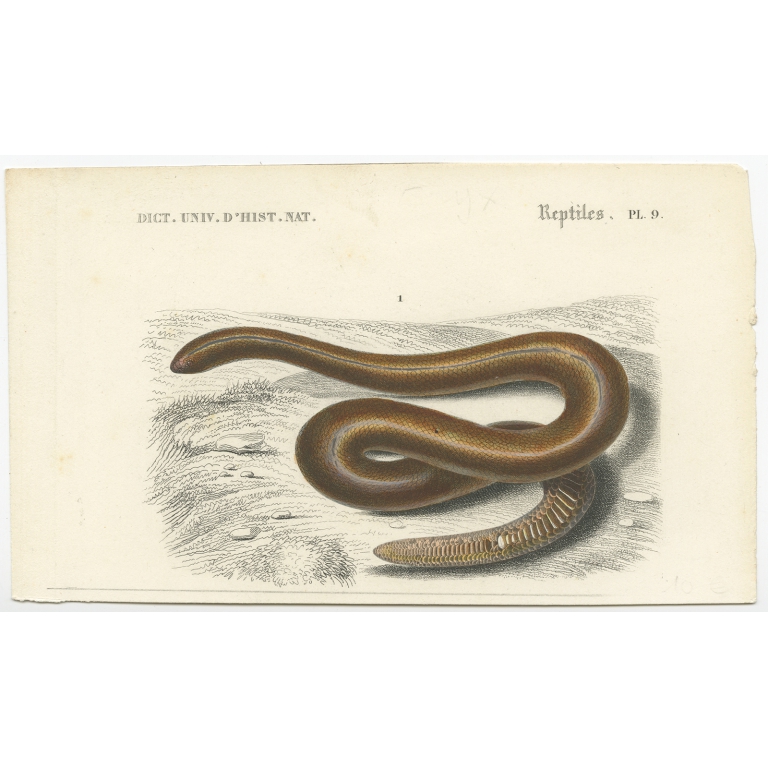 Antique Print of a Brown Sand Boa by Orbigny (1849)