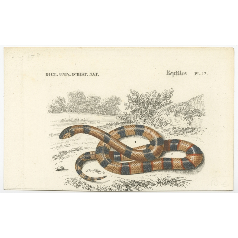 Antique Print of a Painted Coral Snake by Orbigny (1849)