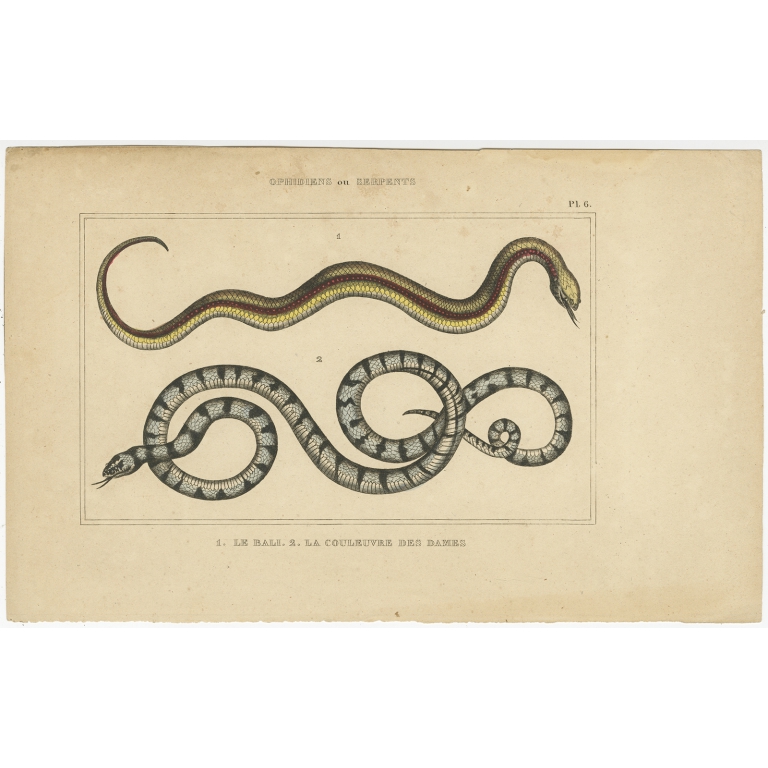 Pl. 6 Antique Print of Snake Species (c.1840)