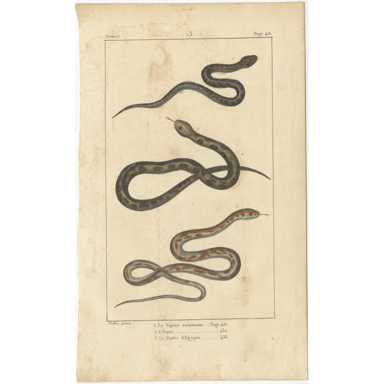 Antique Print of the Vipera Aspis and other Snakes (c.1820)