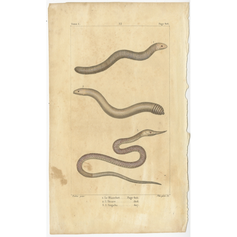 Antique Print of Snake and Worm species (c.1820)