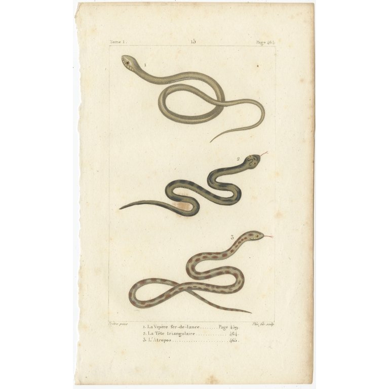 Antique Print of the Berg Adder and other Snakes (c.1820)