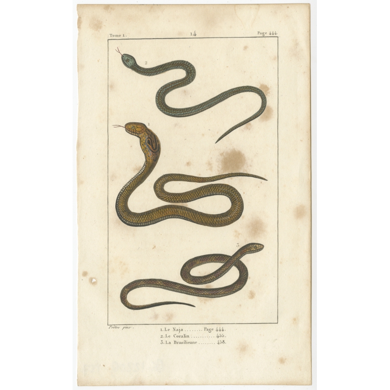 Antique Print of the Naja Cobra and other Snakes (c.1820)