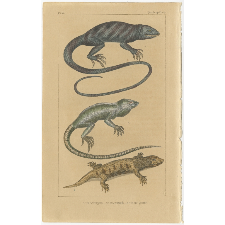 Antique Print of the Anolis Roquet Lizard and other Lizards (c.1820)