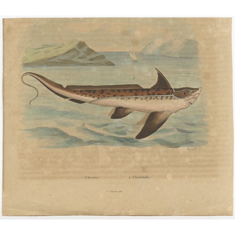 Antique Print of the Chimaera Fish by Guérin (1833)