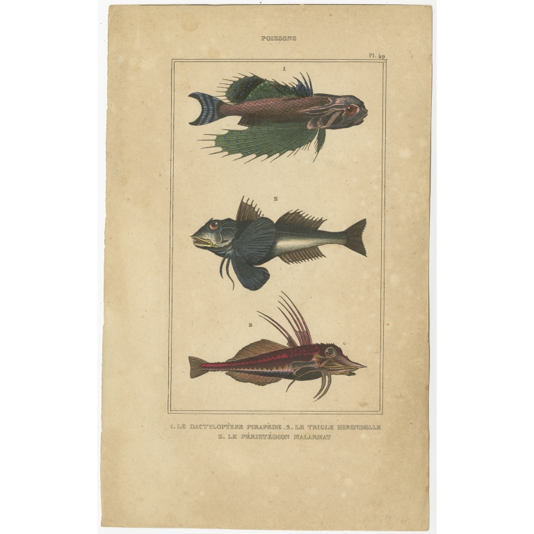 Antique Print of the Tubfish and other Fish species (1844)