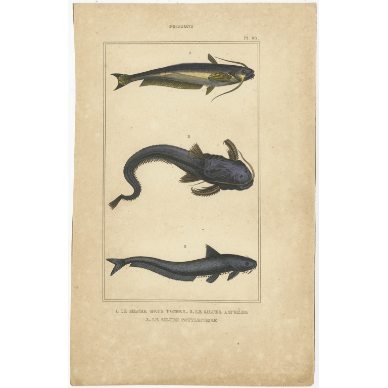 Antique Print of various Catfish species (1844)