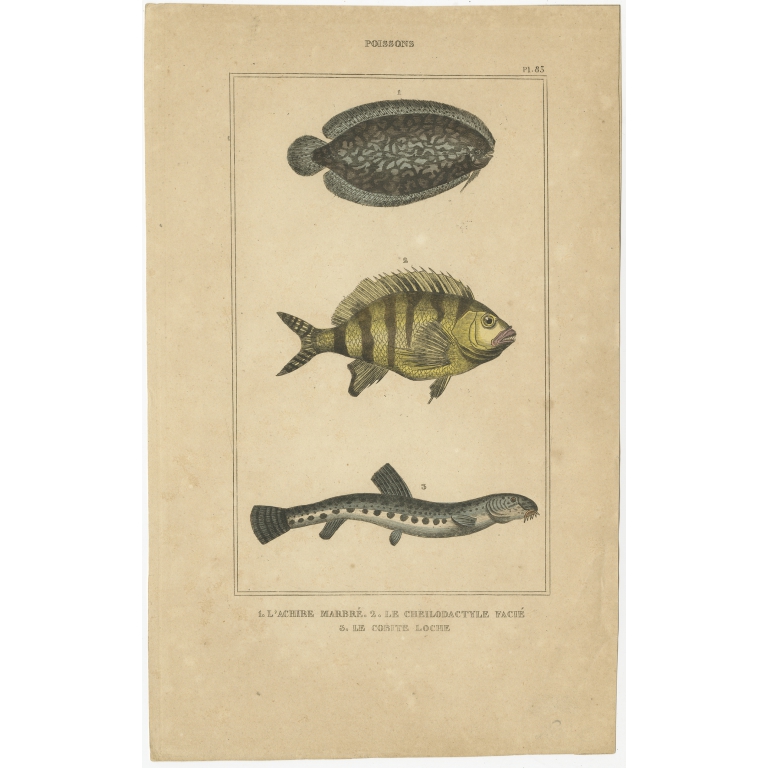 Antique Print of the Tonguefish and other Fish species (1844)