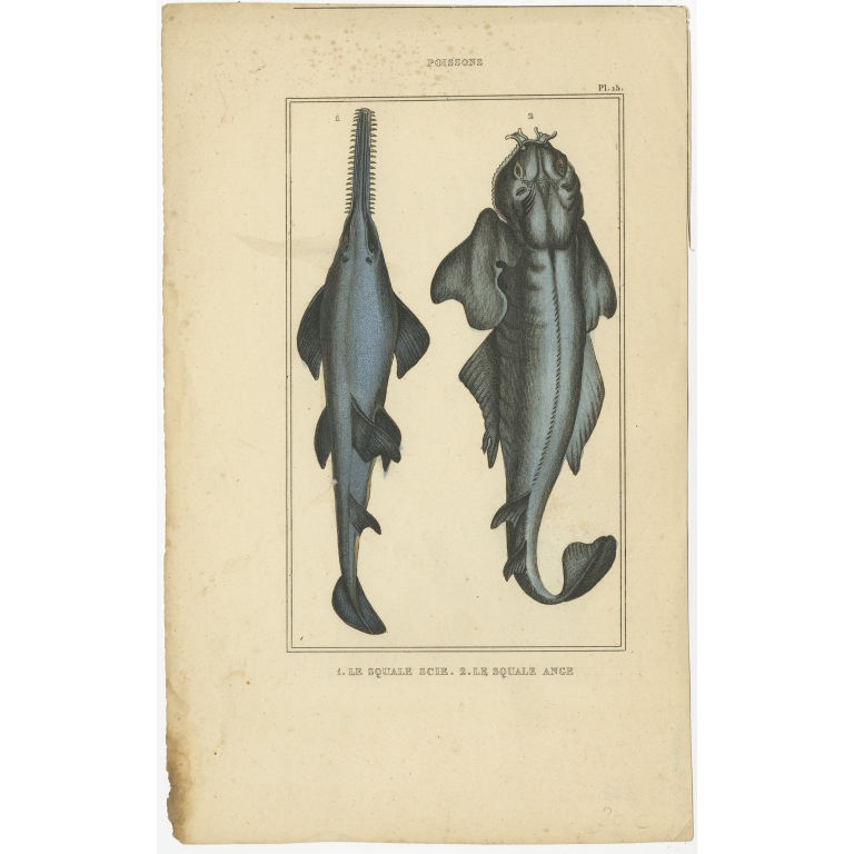 Antique Print of the Sawfish and other Fish (1844)