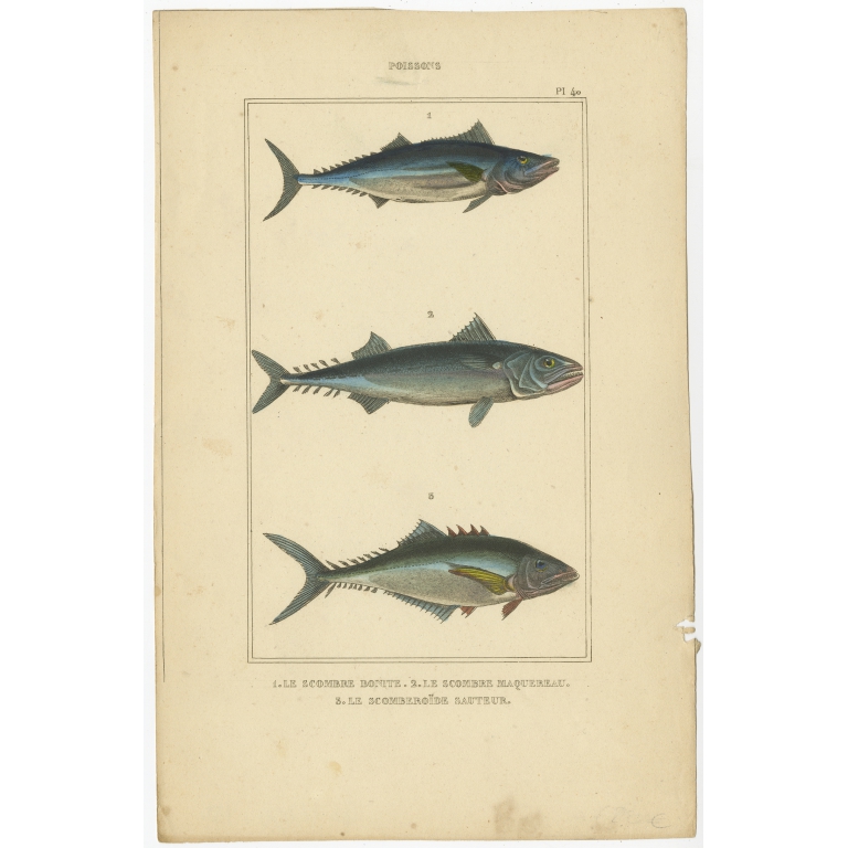 Antique Print of the Atlantic Bluefin Tuna and other Fish species (1844)