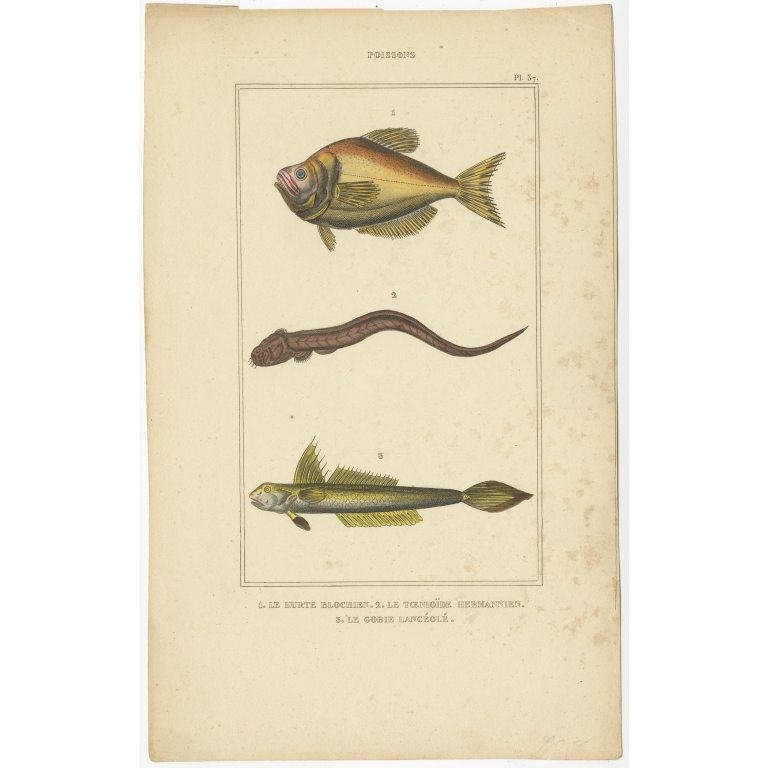 Antique Print of the Goby and other Fish species (1844)