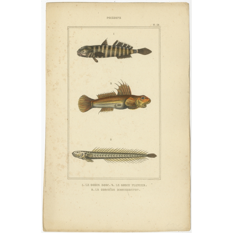 Antique Print of the Naked Goby and other Fish species (1844)