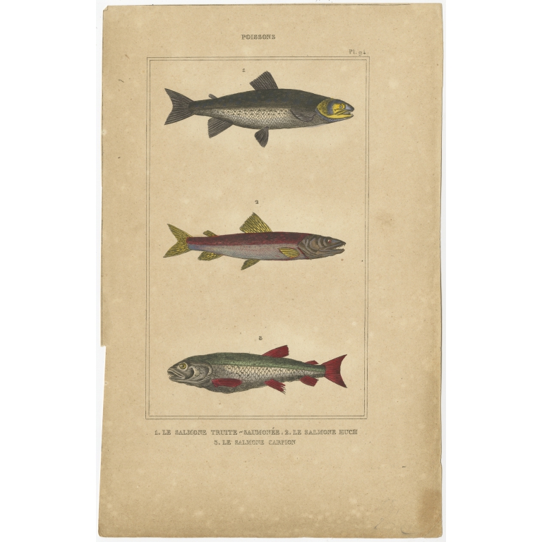 Antique Print of the Danube Salmon and other Fish species (1844)