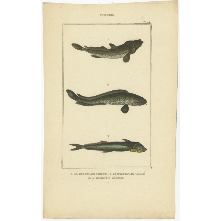 Antique Print of the Four-Eyed Sleeper and other Fish species (1844)