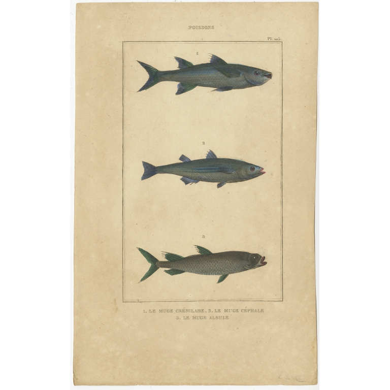 Antique Print of the Grey Mullet and other Fish species (1844)
