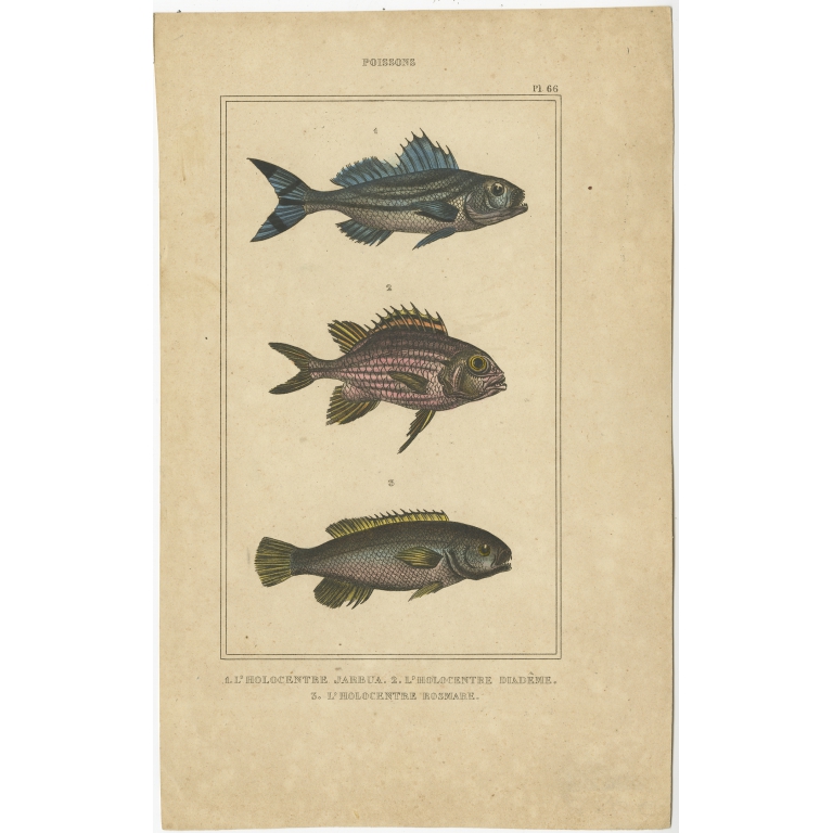 Antique Print of the Crowned Squirrelfish and other Fish species (1844)