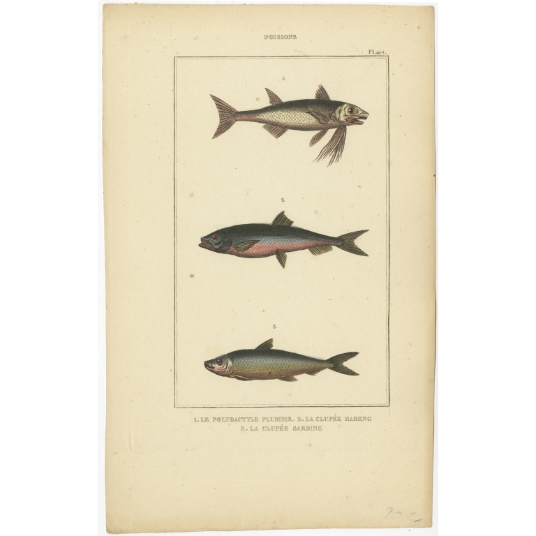 Antique Print of the Sardine and other Fish species (1844)