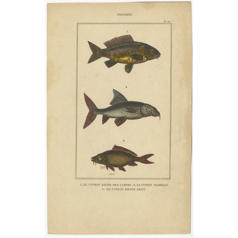 Antique Print of the Barbel Fish and other Fish species (1844)