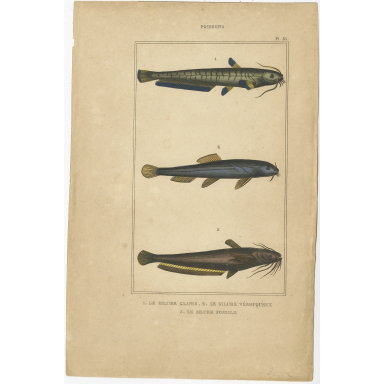 Antique Print of the Wels Catfish and other Fish species (1844)