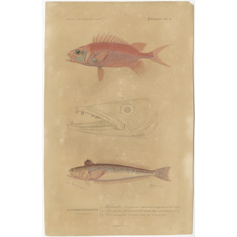 Antique Print of the Greater Weever and other Fish species by Orbigny (1849)