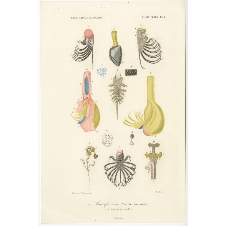 Antique Print of the Pelagic Gooseneck Barnacle by Orbigny (1849)