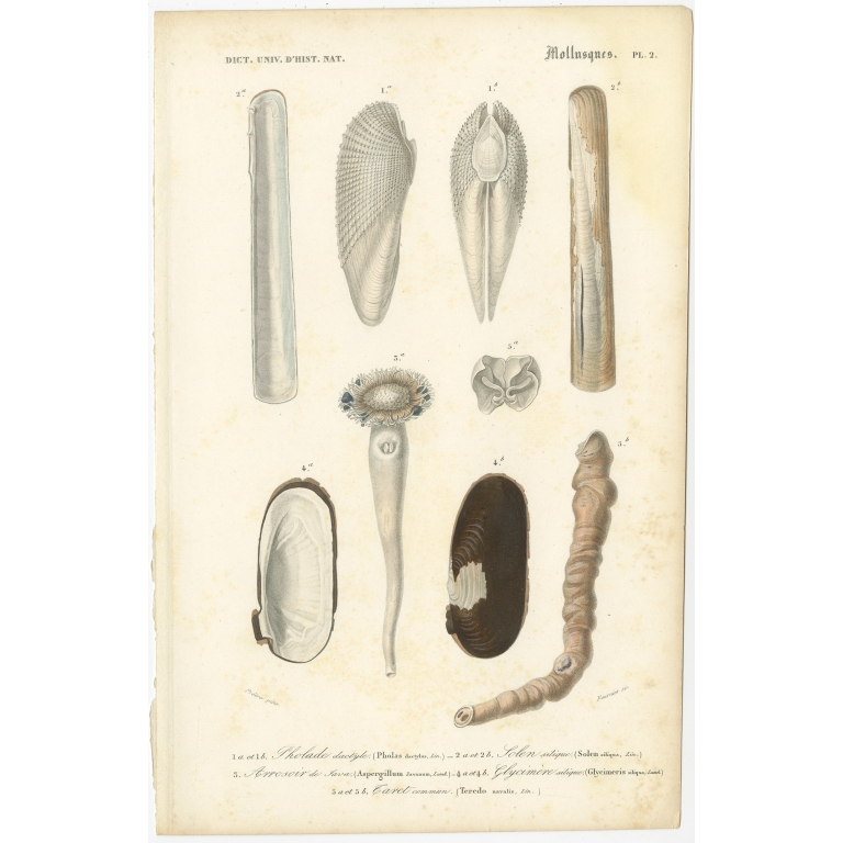 Antique Print of the Common Piddock and other Molluscs by Orbigny (1849)