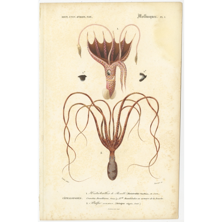 Antique Print of the  Umbrella Squid and Common Squid by Orbigny (1849)