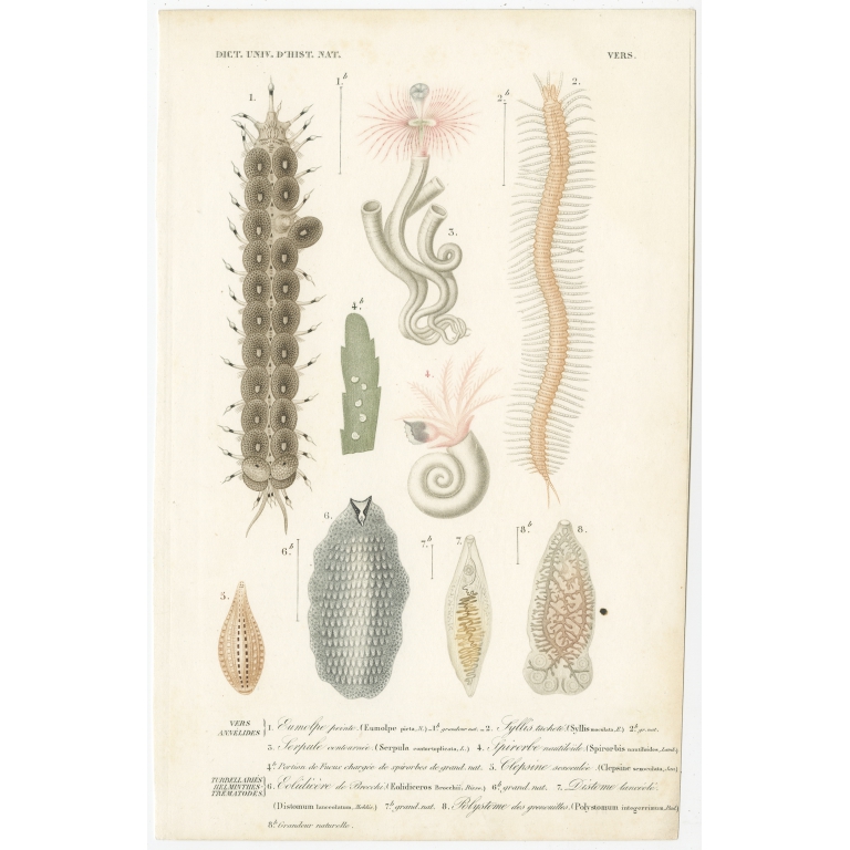 Antique Print of the  Umbrella Squid and Common Squid by Orbigny (1849)