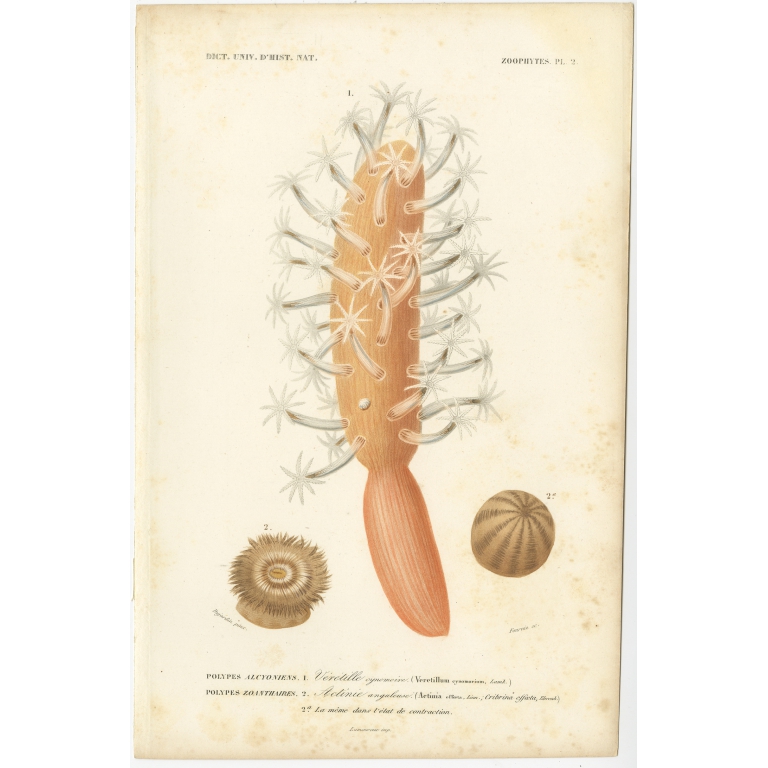 Antique Print of Veretillum Cynomorium and Calliactis Parasitica by Orbigny (1849)