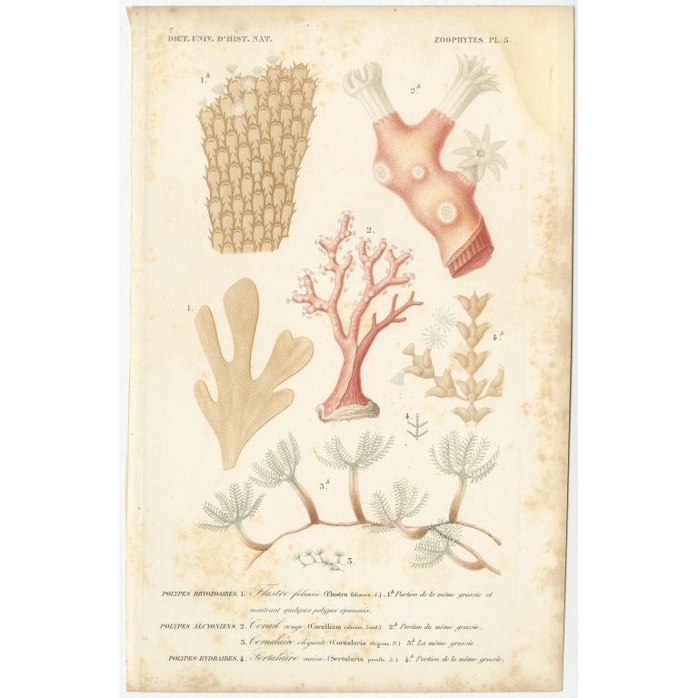 Antique Print of various Corals by Orbigny (1849)