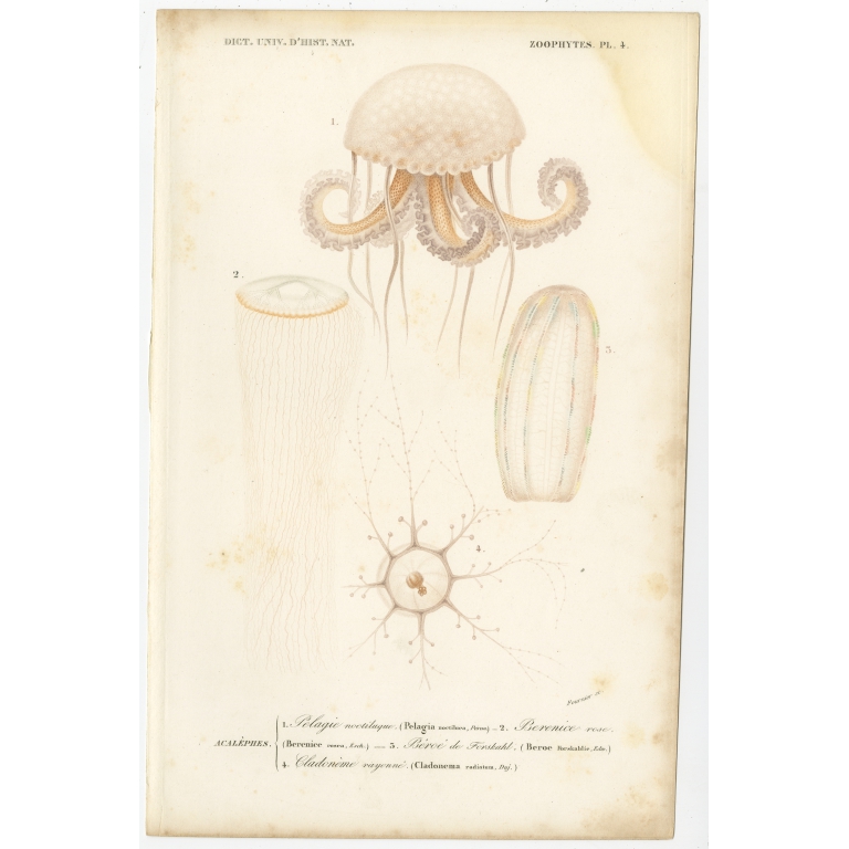 Antique Print of Jellyfish and other Marine Life by Orbigny (1849)
