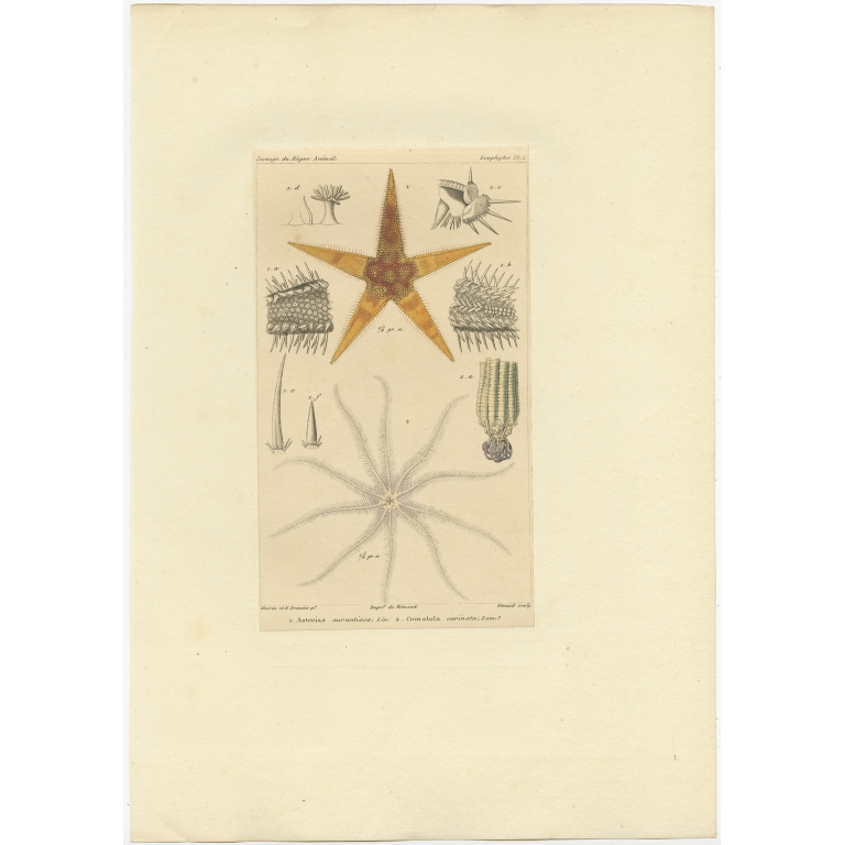 Pl. 1 Antique Print of Starfish by Guerin (c.1829)