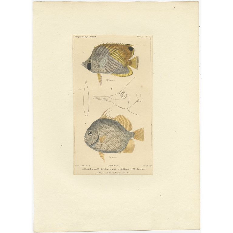 Pl. 22 Antique Print of the Chaetodon Fish and other Fish species by Guérin (c.1829)