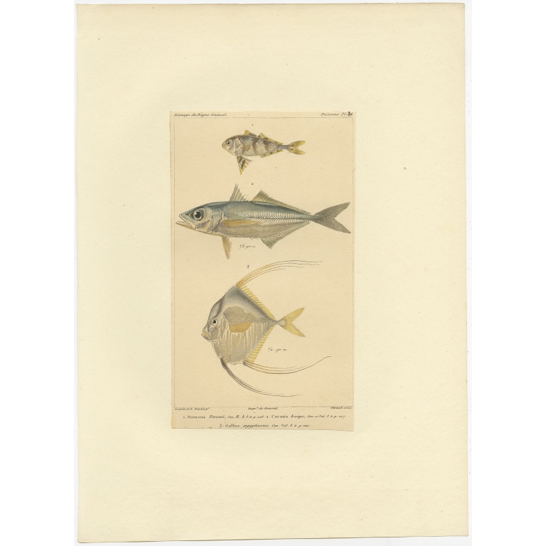 Pl. 31 Antique Print of the Man-of-War Fish and other Fish species by Guérin (c.1829)