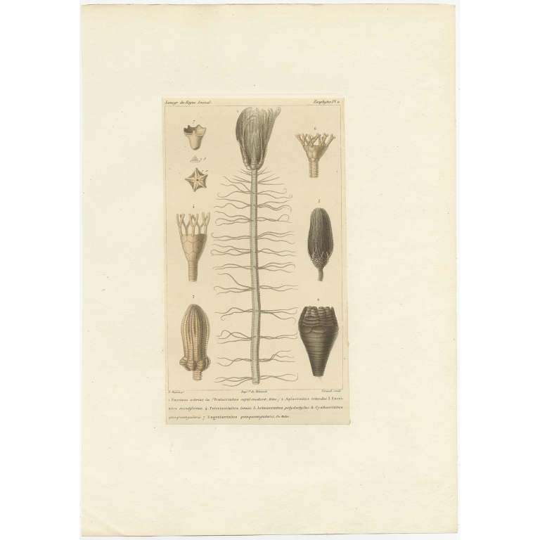 Pl. 2 Antique Print of Fossils and other Marine Life by Guérin (c.1829)