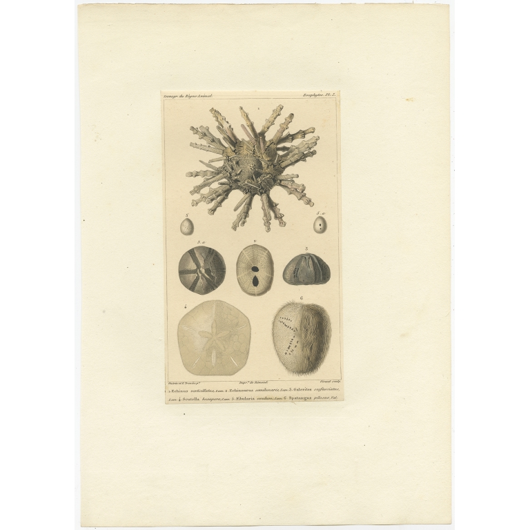 Pl. 2 Antique Print of Fossils and other Marine Life by Guérin (c.1829)