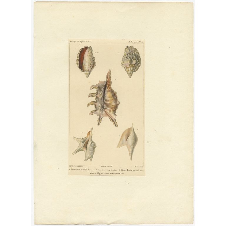 Pl. 21 Antique Print of various Conch Shells by Guérin (c.1829)