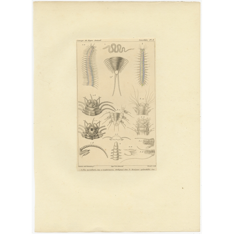 Pl. 3 Antique Print of various Bristle Worms by Guérin (c.1829)