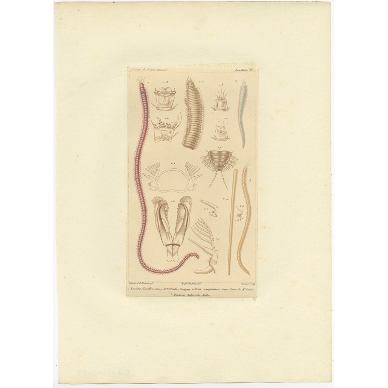 Pl. 5 Antique Print of various Bristle Worms by Guérin (c.1829)