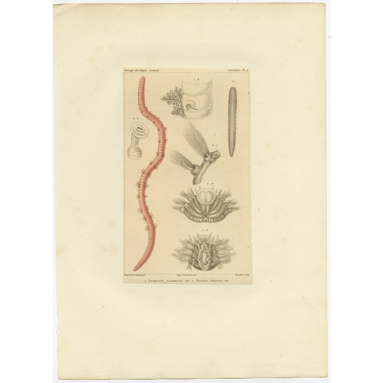 Pl. 4 Antique Print of the Lugworm by Guérin (c.1829)