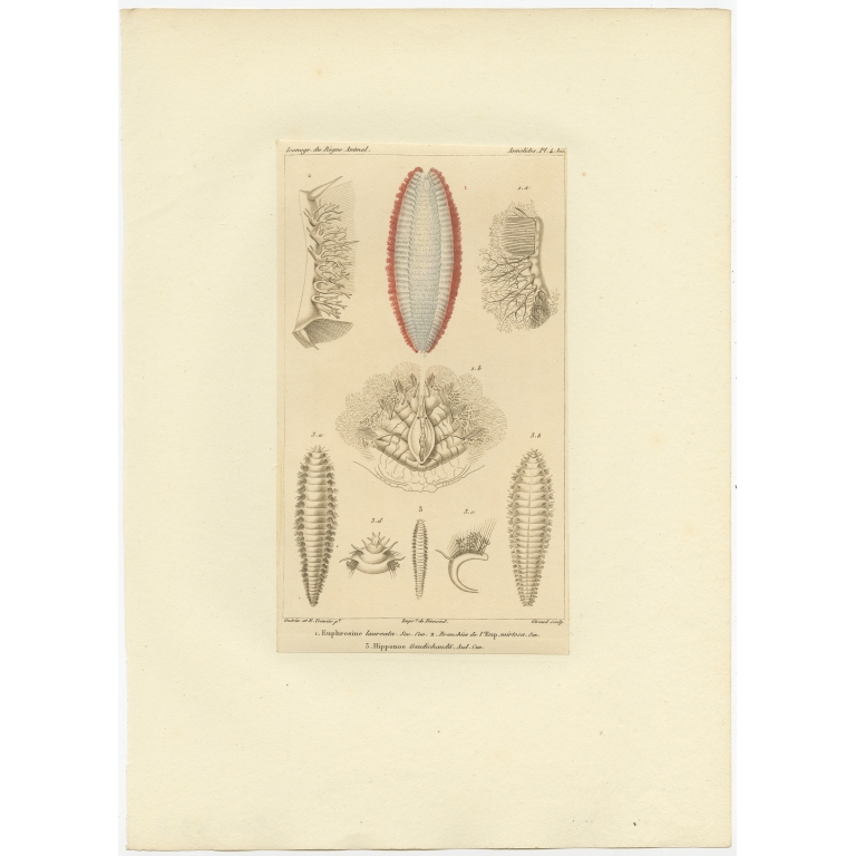 Pl. 4 Antique Print of the Lugworm by Guérin (c.1829)