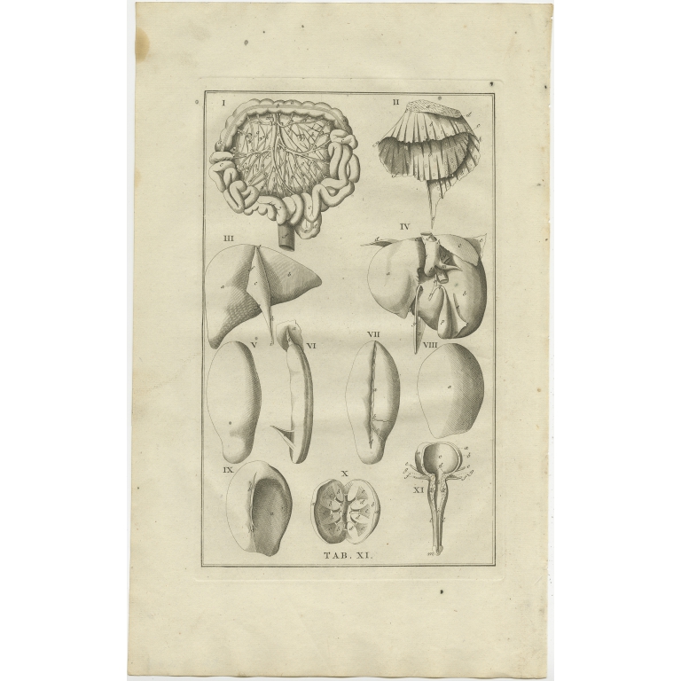 Pl. 11 Antique Anatomy Print of various organs by Elwe (1798)