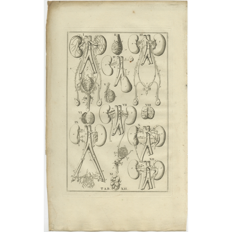 Pl. 12 Antique Anatomy Print of the Endocrine System by Elwe (1798)