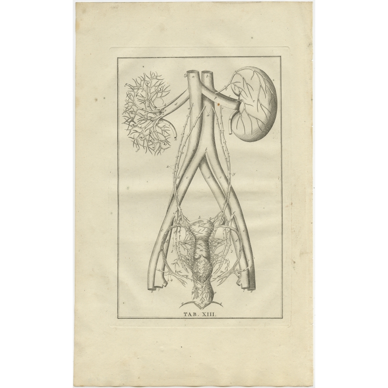 Pl. 13 Antique Anatomy Print of the Endocrine System by Elwe (1798)